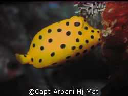Yellow Boxfish feeding, taken at Mabul Island by Capt Arbani Hj Mat 